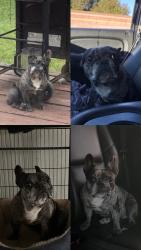 Lost Female Dog last seen hammer lane , Stockton, CA 95209