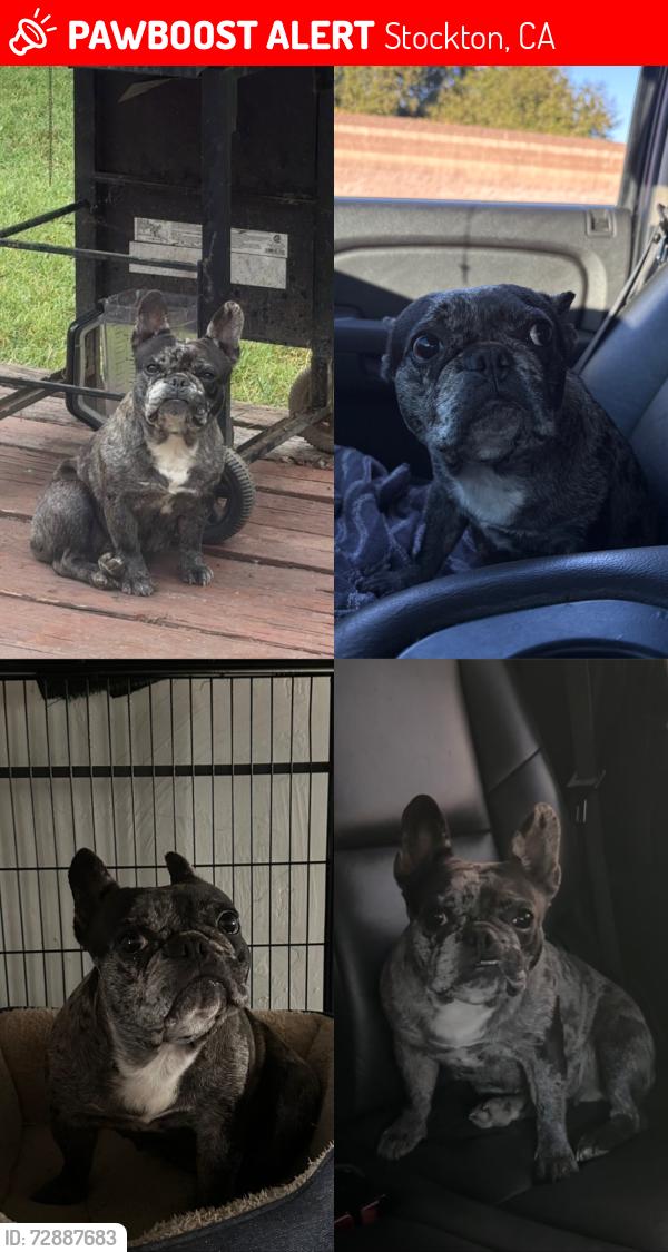 Lost Female Dog last seen hammer lane , Stockton, CA 95209