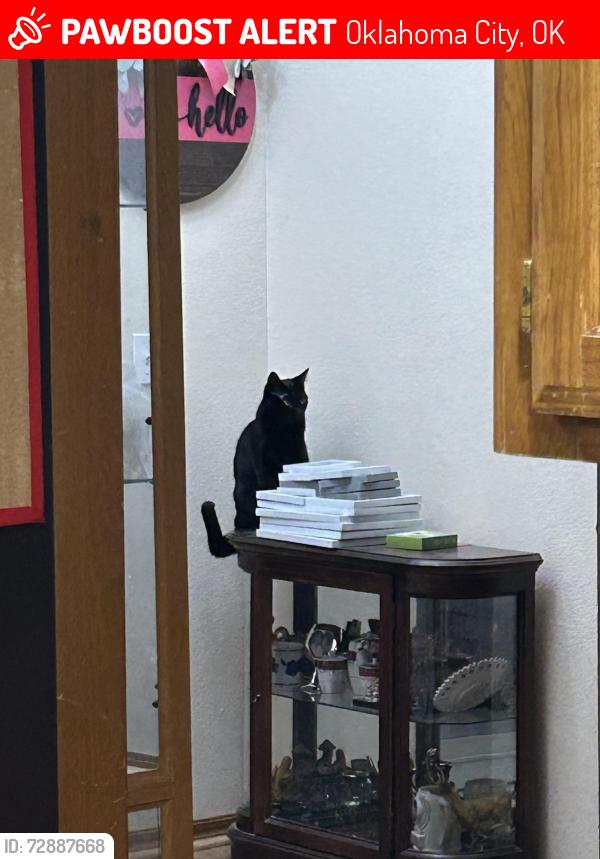 Lost Female Cat last seen Near sw 140th terrace , Oklahoma City, OK 73170