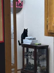 Lost Female Cat last seen Near sw 140th terrace , Oklahoma City, OK 73170