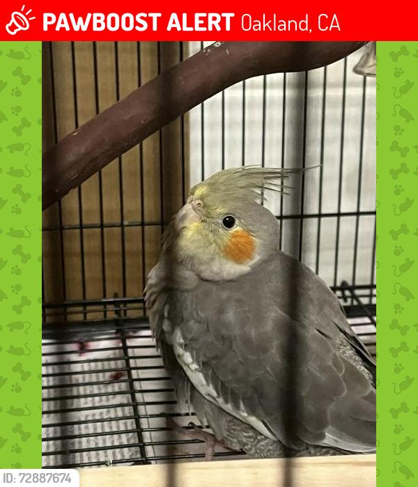 Lost Female Bird last seen E 15th St and 22nd Avenue, Oakland, CA 94606