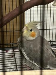 Lost Female Bird last seen E 15th St and 22nd Avenue, Oakland, CA 94606
