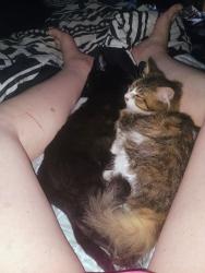 Lost Male Cat last seen Oak road Luther road, Floyd County, IN 47119