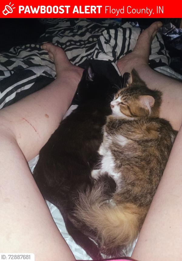 Lost Male Cat last seen Oak road Luther road, Floyd County, IN 47119