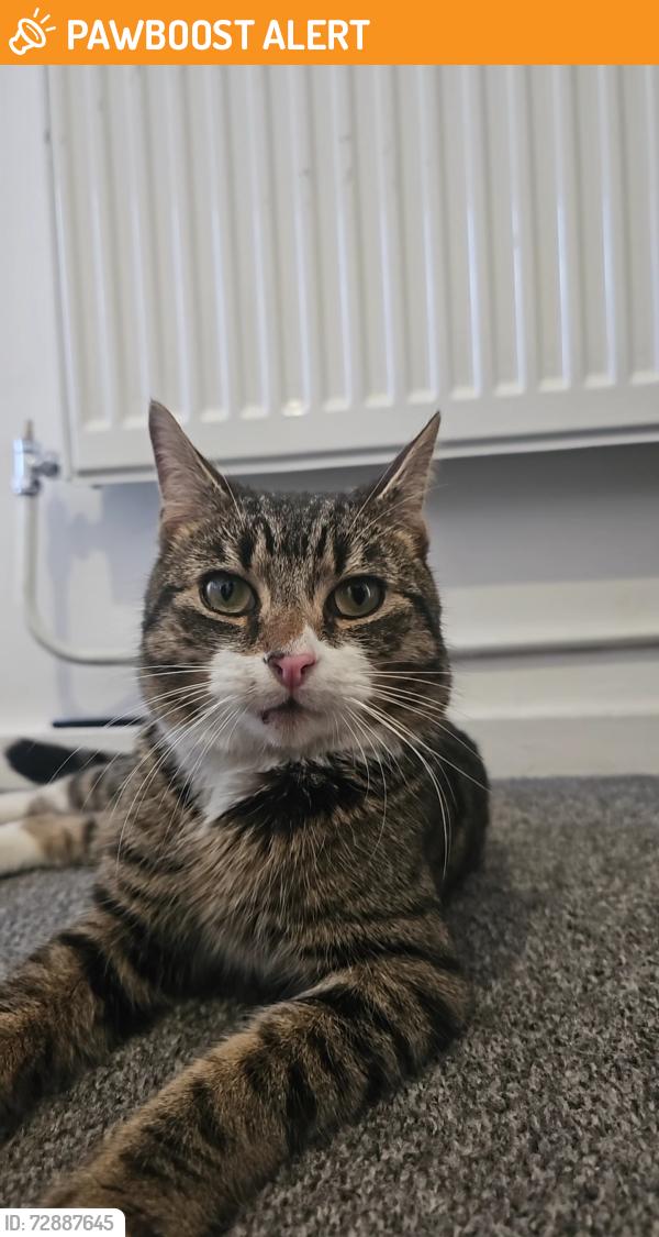 Found/Stray Male Cat last seen Hilltop Court, Downs Rd, Luton, England LU1 1QF