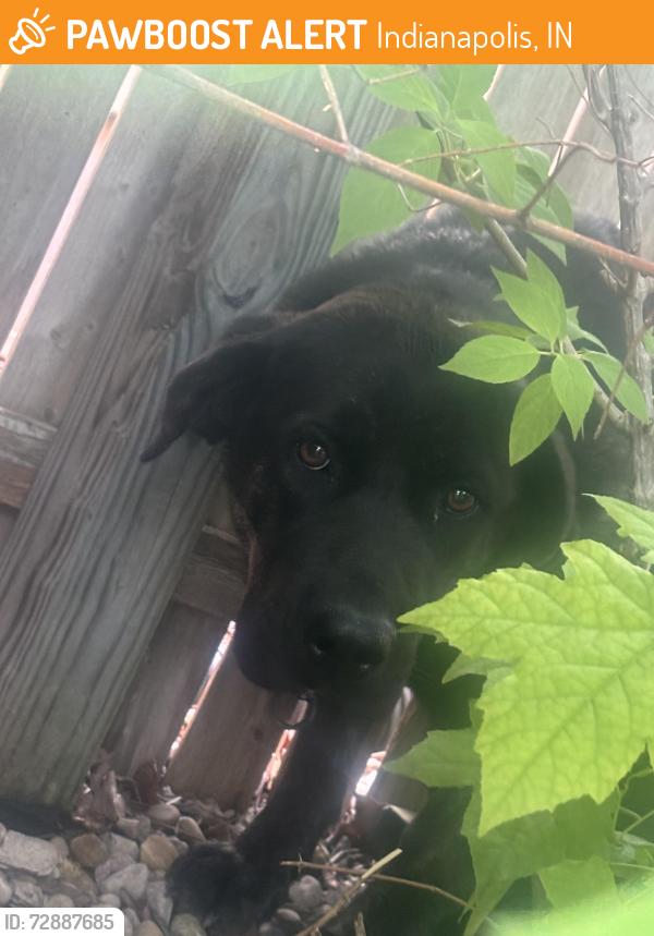 Found/Stray Unknown Dog last seen Emerson/16th St. , Indianapolis, IN 46219
