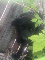 Found/Stray Unknown Dog last seen Emerson/16th St. , Indianapolis, IN 46219