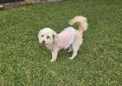 Found/Stray Female Dog last seen Hollister and Battlecreek Dr, Northside, TX 77040