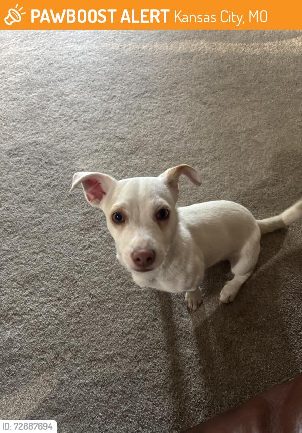 Found/Stray Male Dog last seen Longview Lake, Kansas City, MO 64134