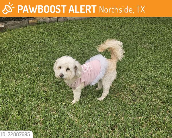 Found/Stray Female Dog last seen Hollister and Battlecreek Dr, Northside, TX 77040