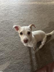 Found/Stray Male Dog last seen Longview Lake, Kansas City, MO 64134