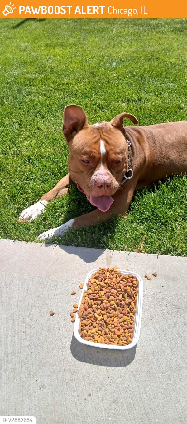 Found/Stray Male Dog last seen 99th Halsted , Chicago, IL 60643