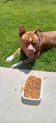 Found/Stray Male Dog last seen 99th Halsted , Chicago, IL 60643