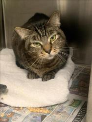 Shelter Stray Female Cat last seen , Los Angeles, CA 90025