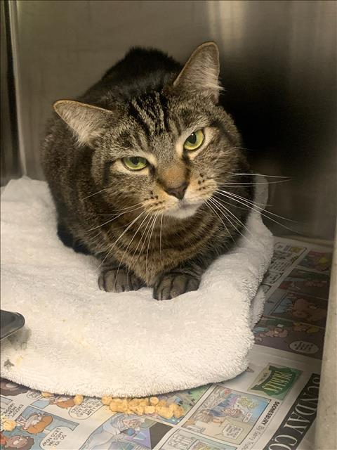 Shelter Stray Female Cat last seen , Los Angeles, CA 90025