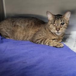 Shelter Stray Female Cat last seen , Los Angeles, CA 90025