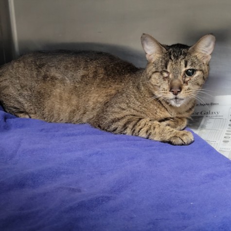 Shelter Stray Female Cat last seen , Los Angeles, CA 90025