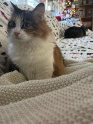 Lost Female Cat last seen Lost at 578, Wise County, TX 76234