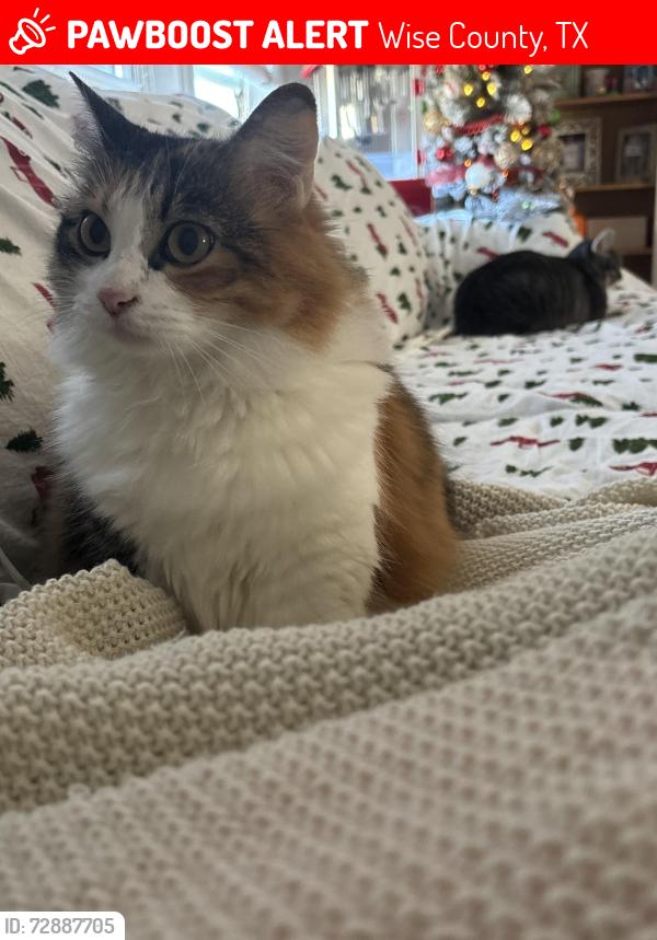 Lost Female Cat last seen Lost at 578, Wise County, TX 76234