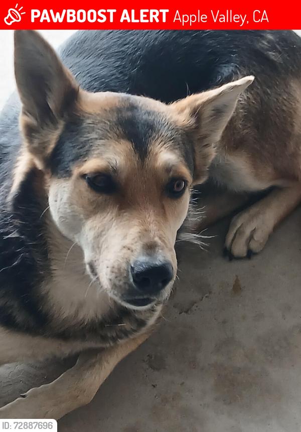 Lost Female Dog last seen Thomas rd x oldmine rd, Apple Valley, CA 92307