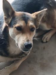 Lost Female Dog last seen Thomas rd x oldmine rd, Apple Valley, CA 92307