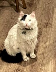 Lost Male Cat last seen Boca Raton Blvd and High Wood Trails, Fort Worth, TX 76112