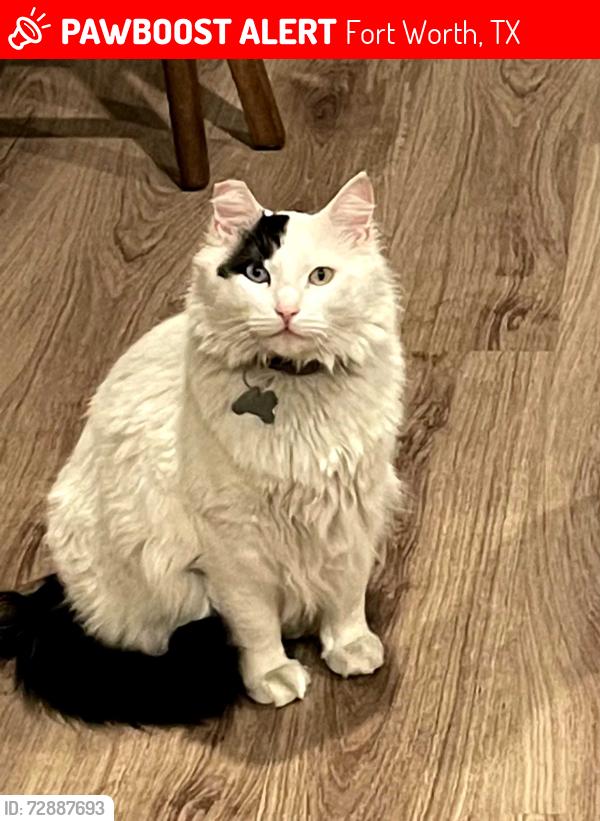 Lost Male Cat last seen Boca Raton Blvd and High Wood Trails, Fort Worth, TX 76112