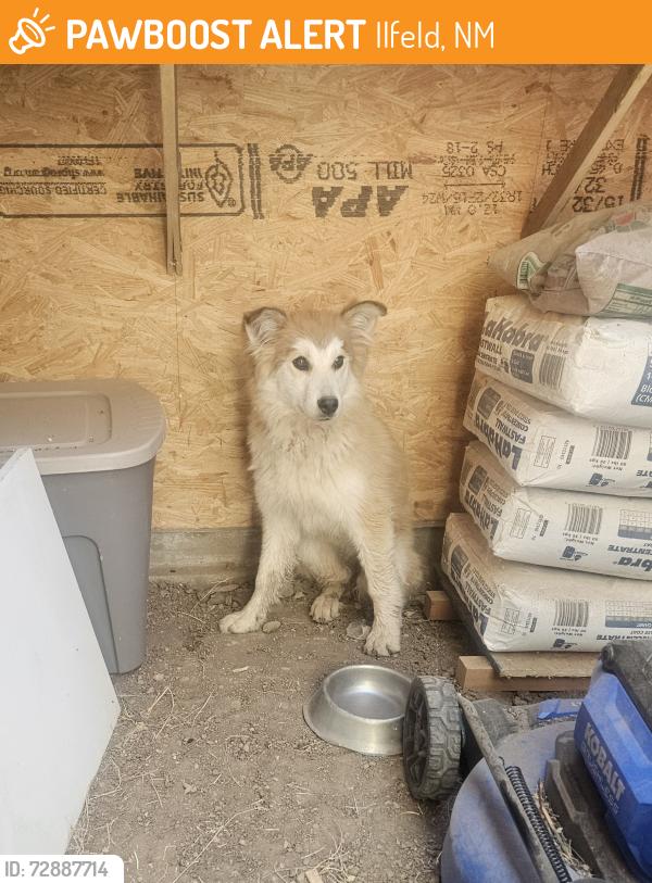 Found/Stray Female Dog last seen North san ysidro, nm, Ilfeld, NM 87538