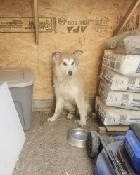 Found/Stray Female Dog last seen North san ysidro, nm, Ilfeld, NM 87538
