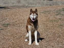 Shelter Stray Female Dog last seen , Santa Fe, NM 87507