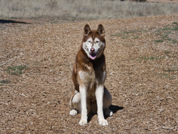 Shelter Stray Female Dog last seen , Santa Fe, NM 87507