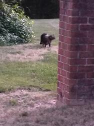 Found/Stray Unknown Cat last seen Windemere and skipjack , Newport News, VA 23602