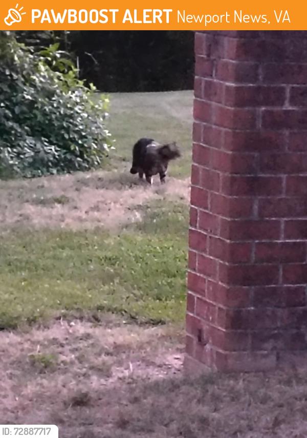 Found/Stray Unknown Cat last seen Windemere and skipjack , Newport News, VA 23602