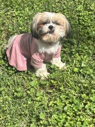 Reunited Female Dog last seen Woodcrest apmts , Lenoir, NC 28645