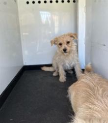 Shelter Stray Female Dog last seen Near BLK WHITE ROCK DR BAKERSFIELD,CA, Bakersfield, CA 93307