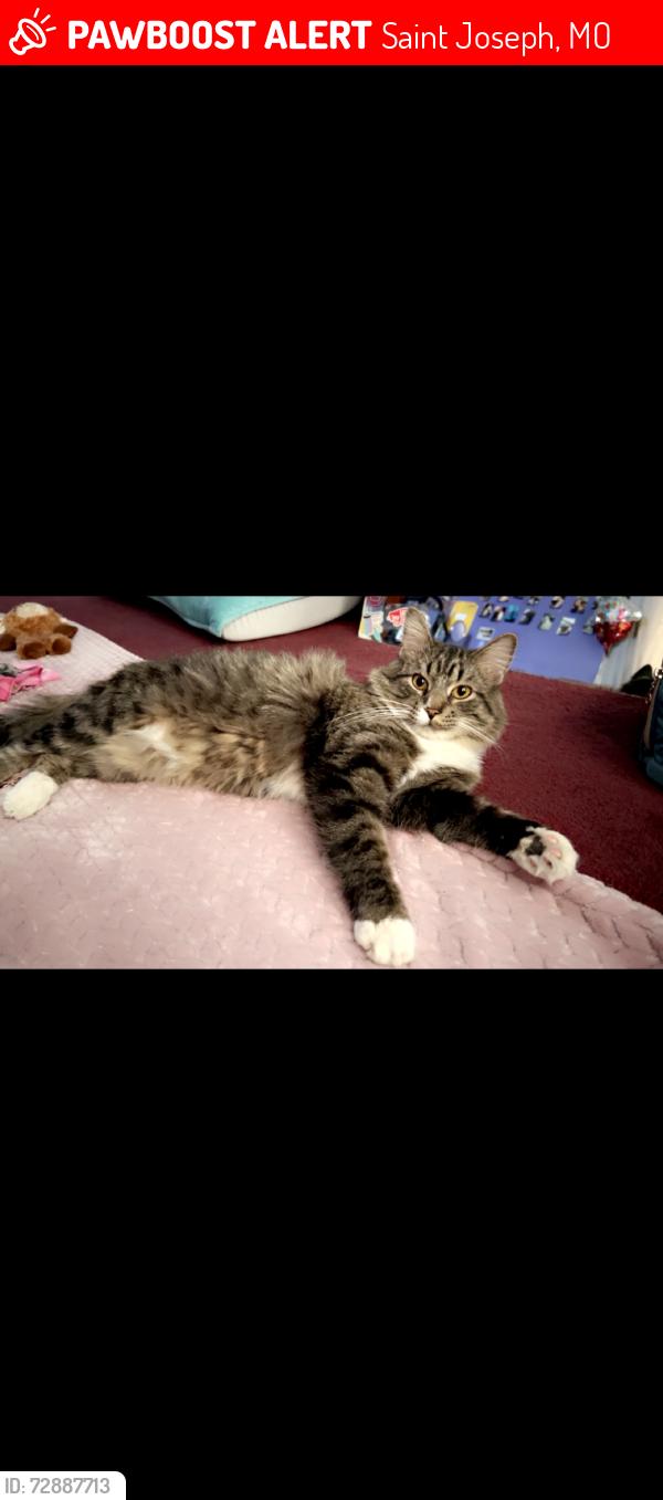 Lost Male Cat last seen 10th & Hickory St, Saint Joseph, MO 64503