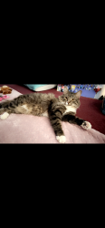 Lost Male Cat last seen 10th & Hickory St, Saint Joseph, MO 64503