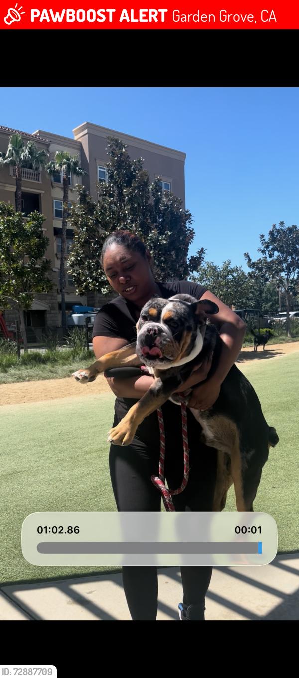 Lost Male Dog last seen Westminster Ave and Roxie , Garden Grove, CA 92843
