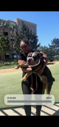 Lost Male Dog last seen Westminster Ave and Roxie , Garden Grove, CA 92843