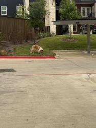 Found/Stray Unknown Dog last seen Hillside on Parmer lane apmts , Austin, TX 78727