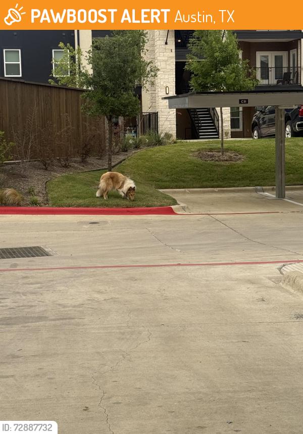 Found/Stray Unknown Dog last seen Hillside on Parmer lane apmts , Austin, TX 78727