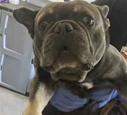 Shelter Stray Male Dog last seen 3RD AVE & 32ND ST, Sacramento, CA 95818