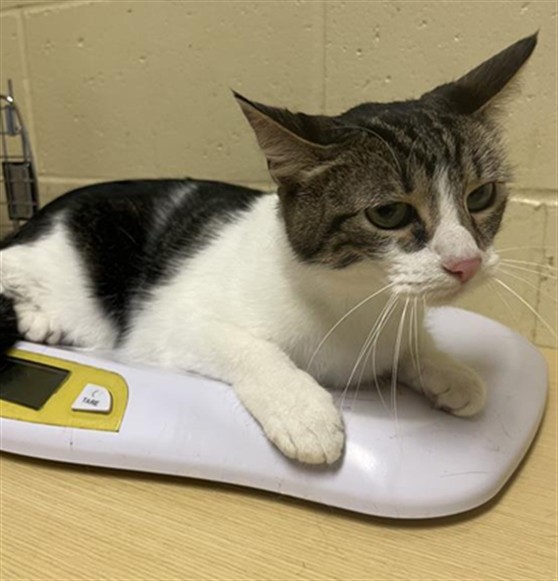 Shelter Stray Female Cat last seen P ST & 5TH ST, Sacramento, CA 95818