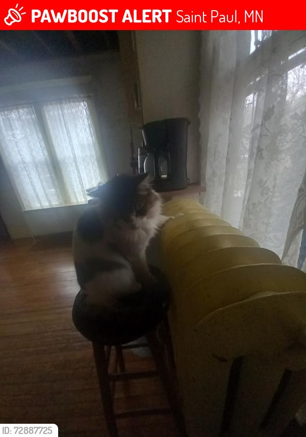 Lost Male Cat last seen Edgerton & Jessamine, Saint Paul, MN 55130