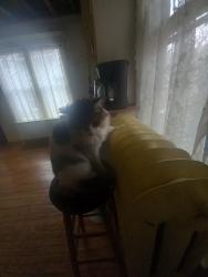 Lost Male Cat last seen Edgerton & Jessamine, Saint Paul, MN 55130
