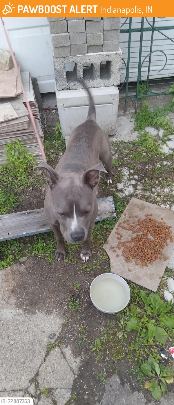 Found/Stray Female Dog last seen Rockville rd and holt rd , Indianapolis, IN 46222