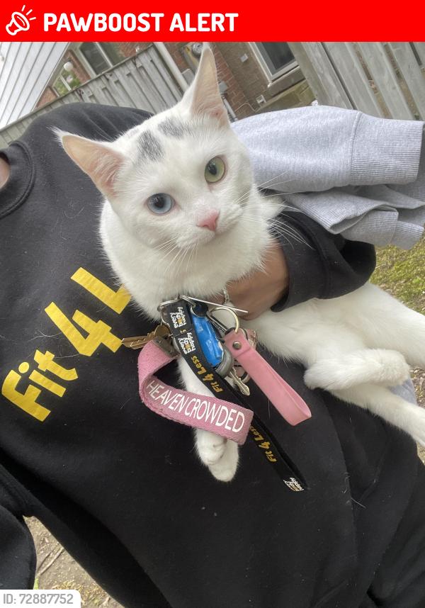 Lost Female Cat last seen Creditview Terrance, Mississauga, ON L5N 4M9