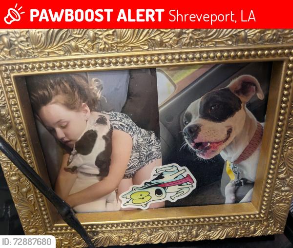 Lost Female Dog last seen W. 80th , Shreveport, LA 71106
