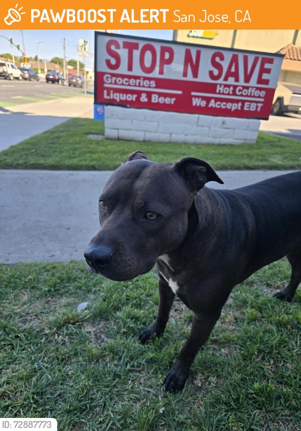 Found/Stray Female Dog last seen Near subway at intersection, San Jose, CA 95133