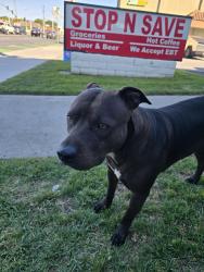 Found/Stray Female Dog last seen Near subway at intersection , San Jose, CA 95133